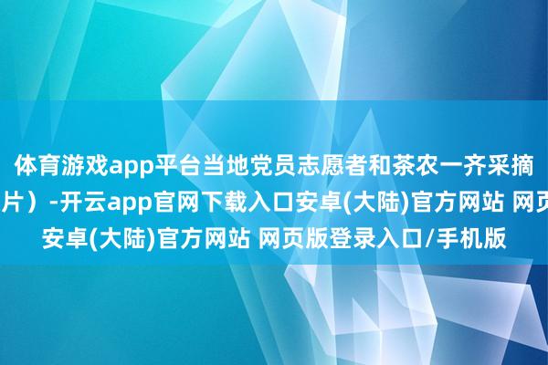 体育游戏app平台当地党员志愿者和茶农一齐采摘春茶（无东谈主机像片）-开云app官网下载入口安卓(大陆)官方网站 网页版登录入口/手机版